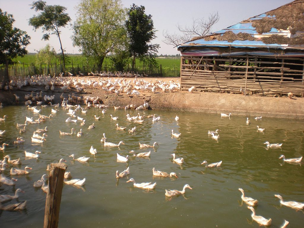 A domestic duck farm.