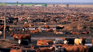 How Shit Happens, or, How Audit Systems and Sewer States Lead to Tainted Beef
