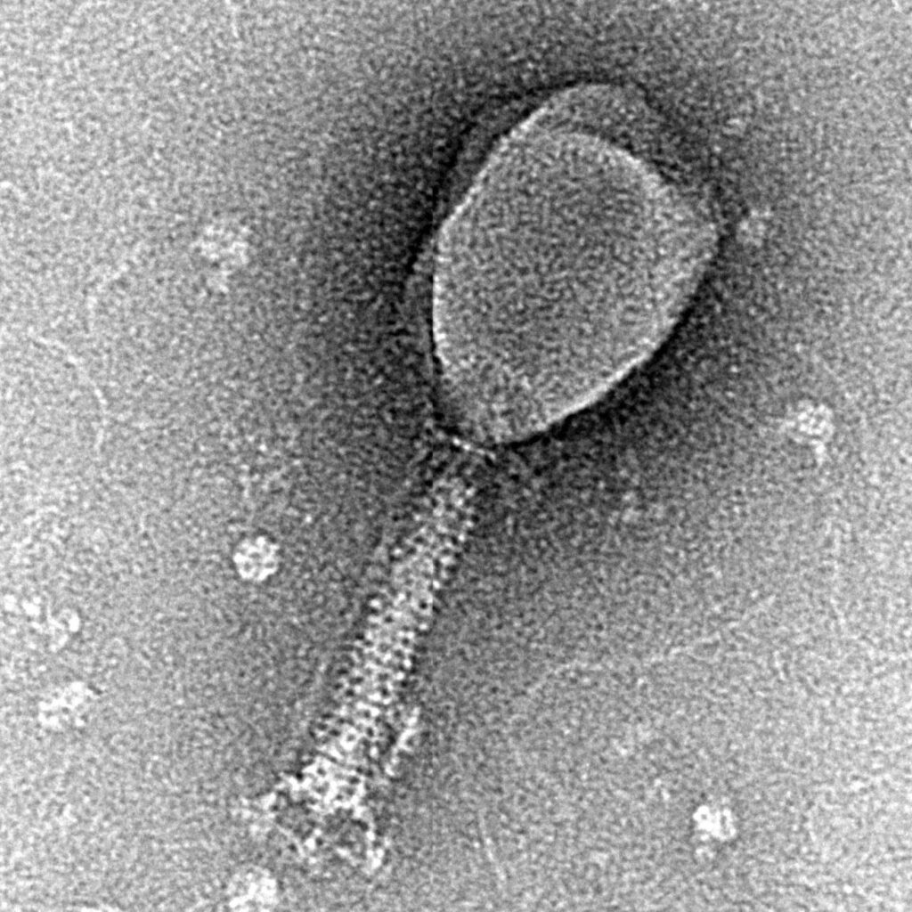 Bacteriophage T2, a member of the Myoviridae
