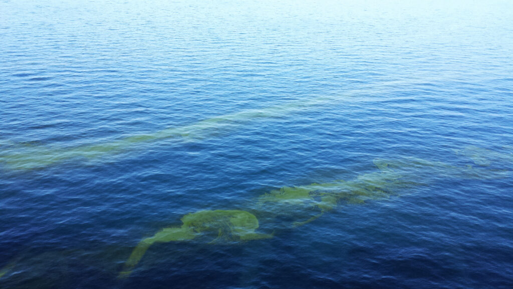 Oil dumped in the sea from a preceding ship, somewhere in the Indian Ocean.