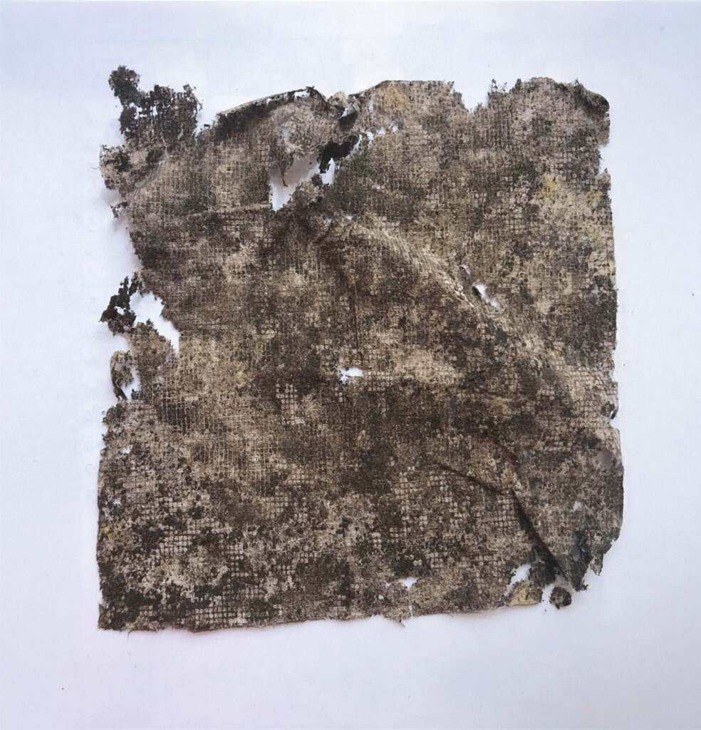 A cotton strip to study microbial activity and diversity, recovered from a field. Brookings, South Dakota, 2020