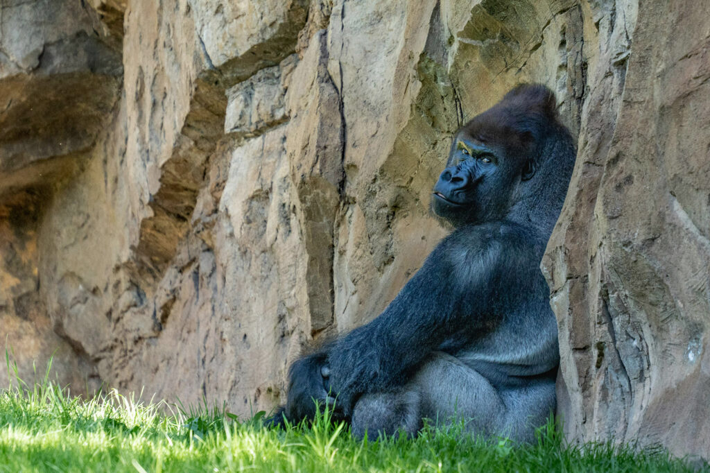A gorilla leaning against a rock face, looking over its shoulder